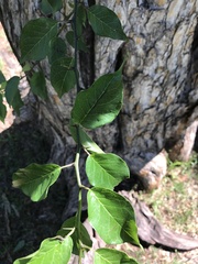 Maclura