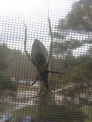 Acanthocephala declivis