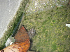 Kinosternon herrerai