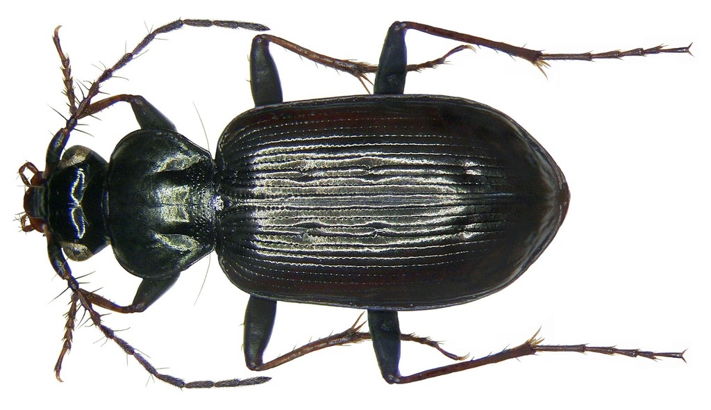 Loricera