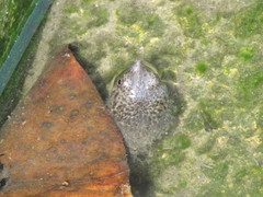 Kinosternon herrerai