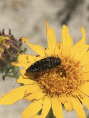 Acmaeodera labyrinthica
