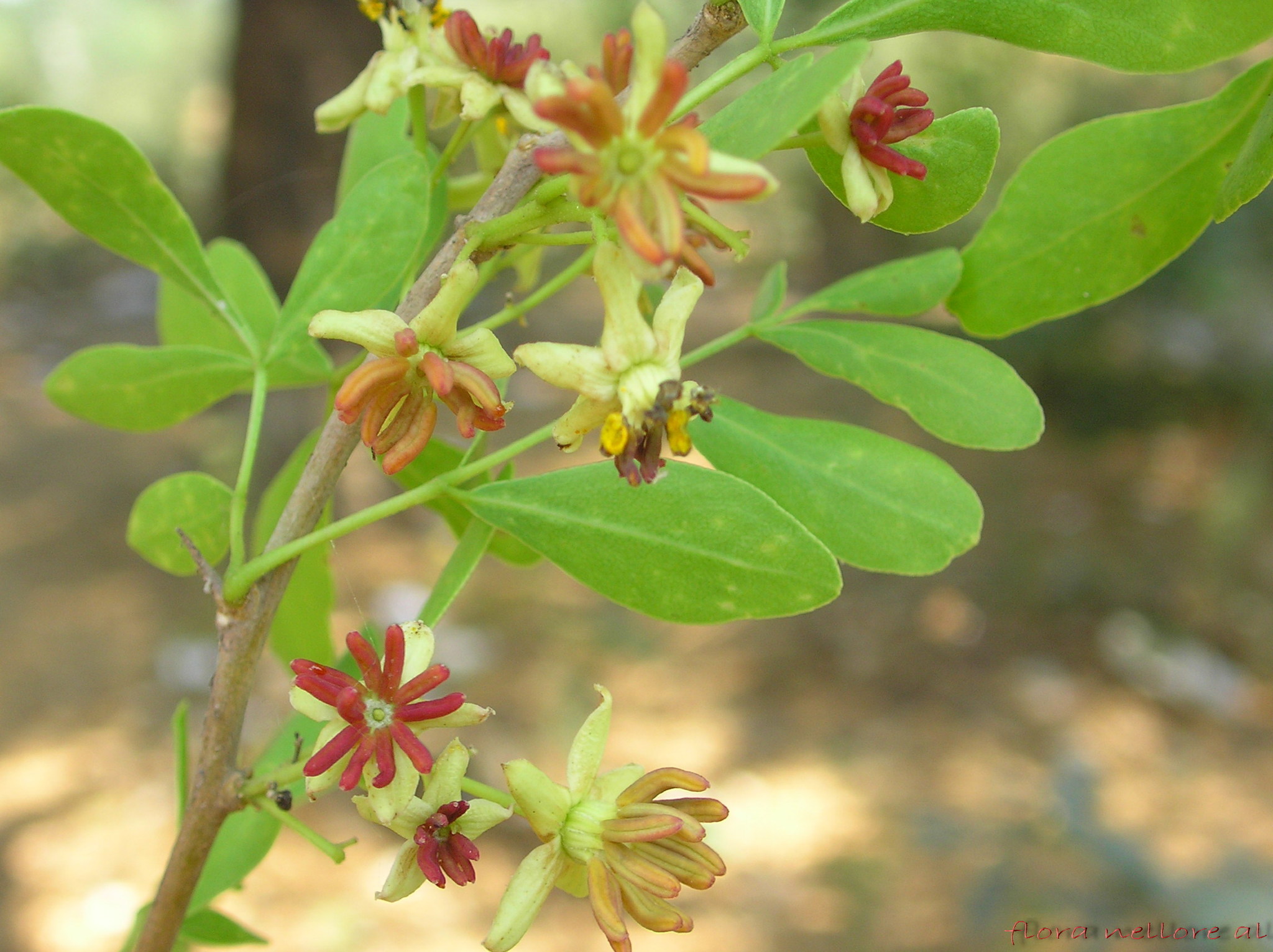 Limonia acidissima