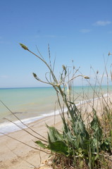 Pseudopodospermum strictum