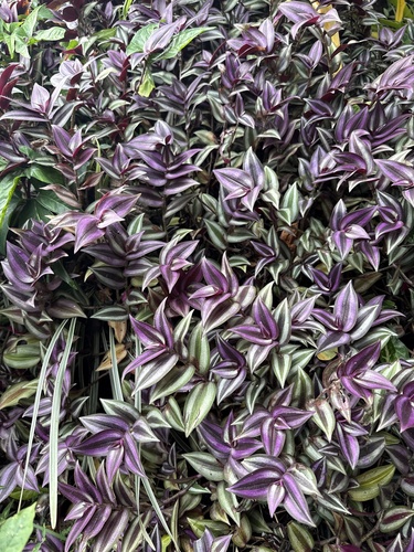 Zebra Spiderwort