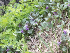 Physochlaina physaloides