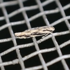 Melanocinclis lineigera