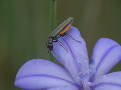 Oedemera lurida