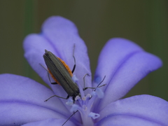 Oedemera lurida