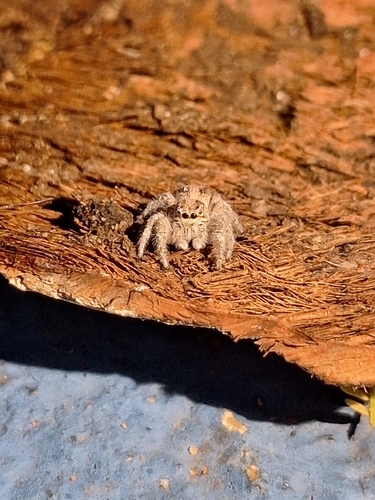 Megafreya sutrix