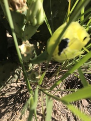 Trichiotinus texanus