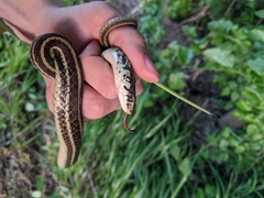 Thamnophis sirtalis annectens