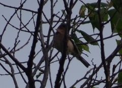 Fringilla coelebs