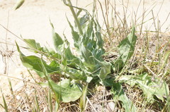 Pseudopodospermum strictum