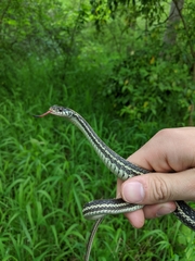 Thamnophis sirtalis annectens