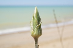 Pseudopodospermum strictum