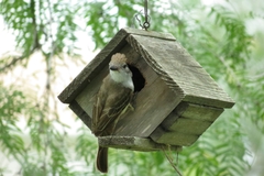 Myiarchus cinerascens