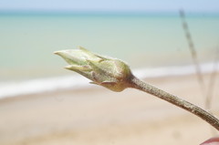 Pseudopodospermum strictum