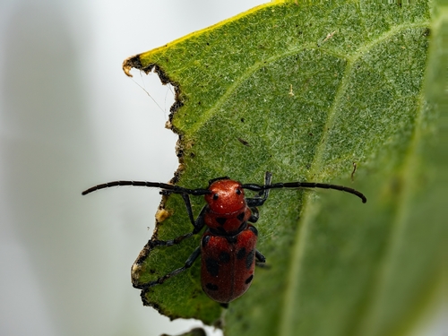 Red Milkweed Beetle