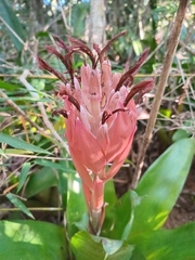 Billbergia pyramidalis