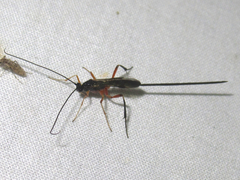Macrocentrinae