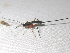 Macrocentrinae