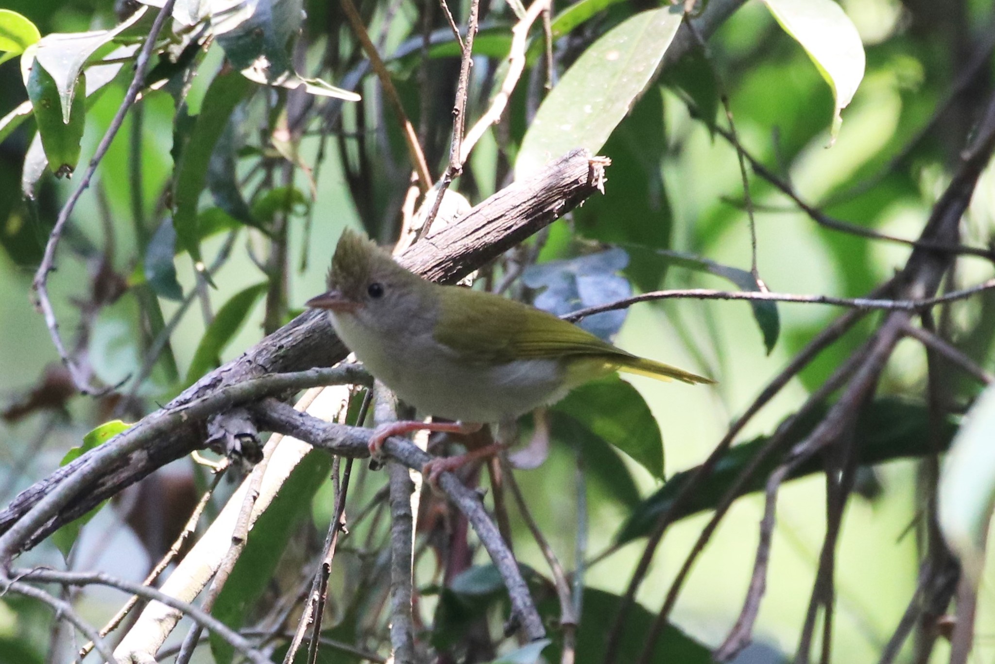 White-bellied Erpornis
