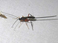 Macrocentrinae