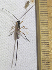 Macrocentrinae