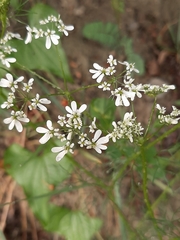 Scandix pecten-veneris