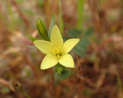 Centaurium maritimum