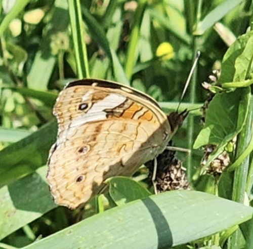 Common Buckeye