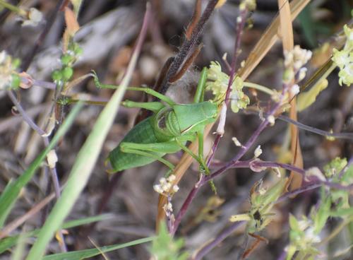 Photo of Keeled Plump Bush-cricket (Isophya costata)