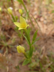 Centaurium maritimum