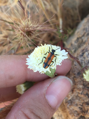Eupompha elegans