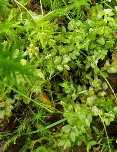Pseudobryum cinclidioides observed 2026-07-22