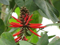 Erythrina americana