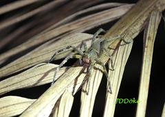 Phoneutria nigriventer