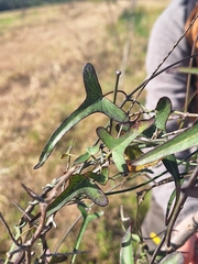 Araujia angustifolia, photograph (c) Rocío Esmeralda Pose, some rights reserved (CC BY)