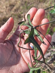 Araujia angustifolia, photograph (c) Rocío Esmeralda Pose, some rights reserved (CC BY)