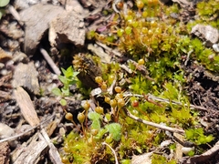 Physcomitrium pyriforme