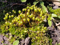 Physcomitrium pyriforme