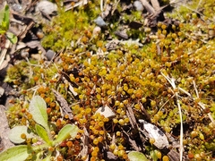 Physcomitrium pyriforme