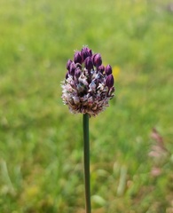 Allium scorodoprasum, photograph (c) Dávid Horváth, some rights reserved (CC BY)