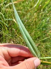 (c) Dávid Horváth, some rights reserved (CC BY) Allium scorodoprasum, photograph (c) Dávid Horváth, some rights reserved (CC BY)