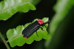 Vesta chevrolati