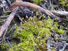 Physcomitrium pyriforme