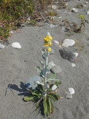 Verbascum gnaphalodes