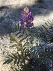 Astragalus prorifer