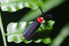 Vesta chevrolati